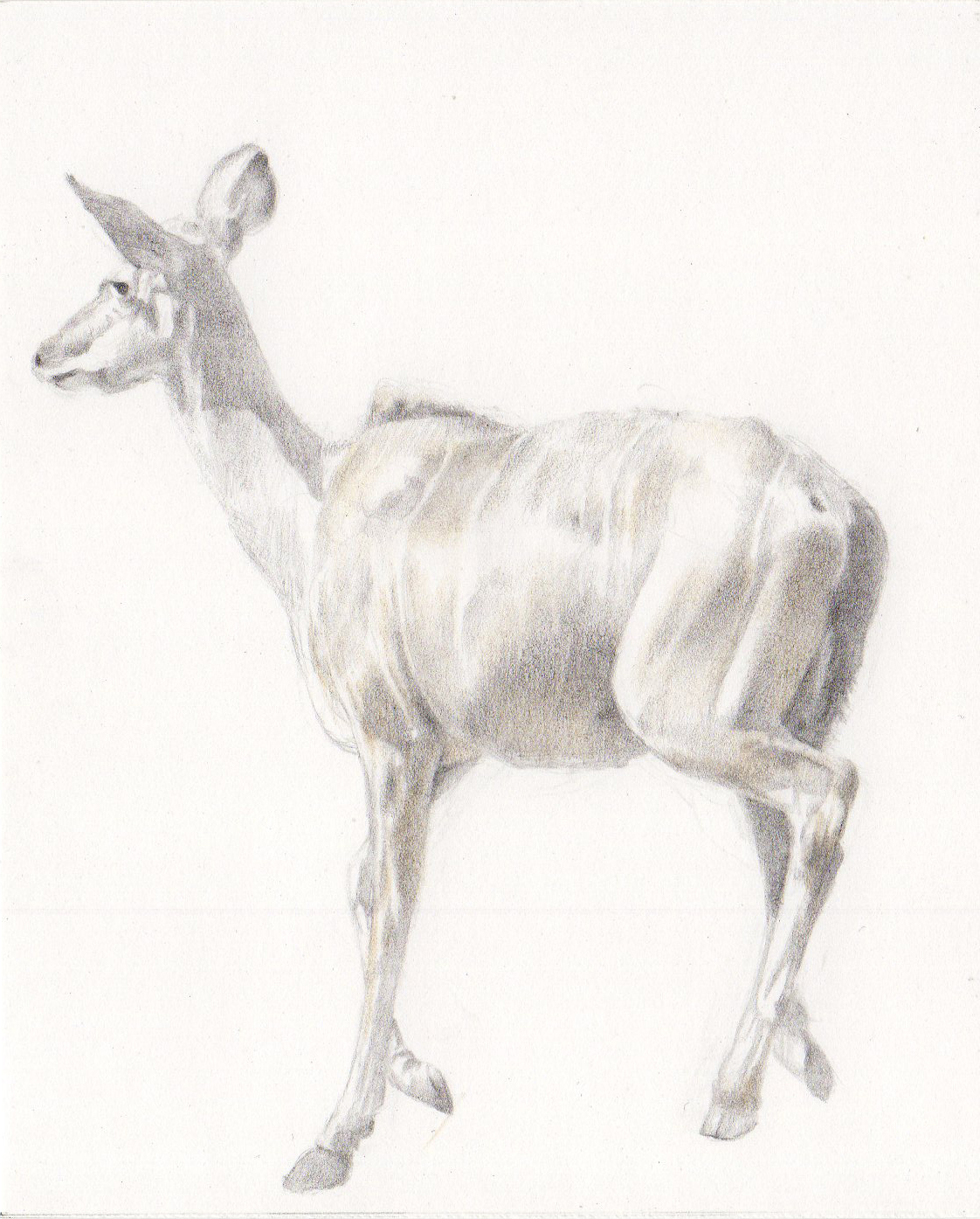 クーズー(Tragelaphus strepsiceros)(2)